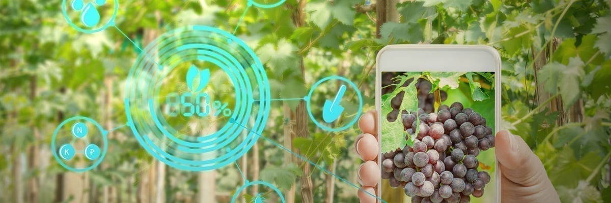 Digitalisierung Weinbau Weinbaubetriebe