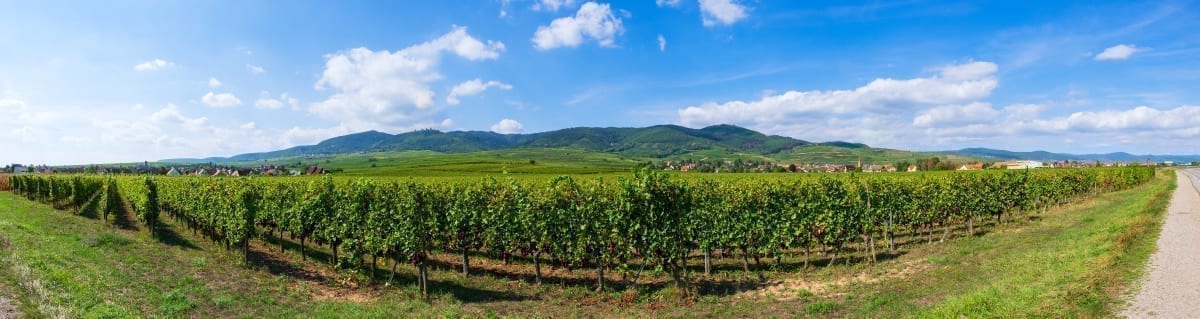 Unternehmensnachfolge Weinbau